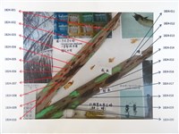 藏品(紅胸長扁鐵甲蟲)的圖片